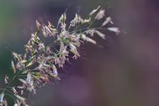 Grasblüte_0008.JPG