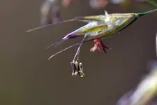 Grasblüte_0009.JPG