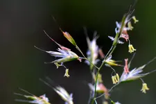 Grasblüte_0010.webp