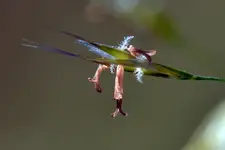 Grasblüte_0011.webp