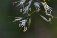 Grasblüte_0012.webp