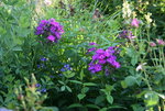 Phlox   0220.JPG