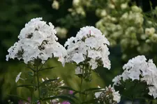 Phlox  0119.webp