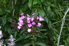 Phlox  0120.webp