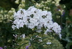 Phlox  0519.JPG