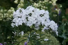 Phlox  0519.webp