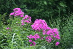 Phlox  0719.JPG