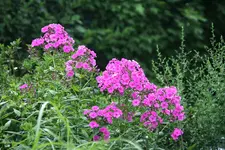 Phlox  0719.webp