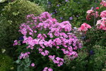 Phlox  0819.JPG