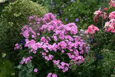 Phlox  0819.webp