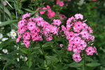 Phlox  1219.JPG