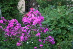 Phlox  1919.JPG