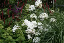 Phlox  2019.JPG