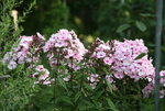 Phlox  2219.JPG