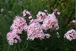 Phlox  2419.JPG