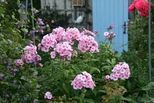 Phlox Landhochzeit0119.webp