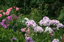 Phlox0315.webp