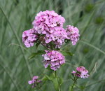 Phlox0715.JPG