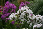 Phlox1015.JPG