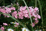 Phlox1715.JPG