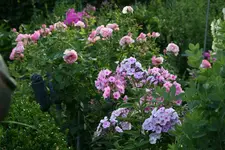 Phlox4317.webp
