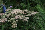 Sedum Matrona0117.JPG