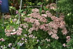 Sedum Matrona0119.JPG