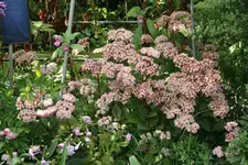 Sedum Matrona0119.webp
