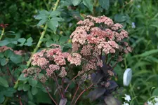 Sedum0115.JPG