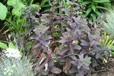 Sedum0117.webp