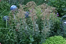 Sedum0317.webp