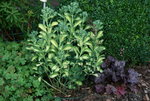 Sedum0417.JPG