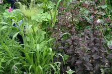 Sedum0517.webp