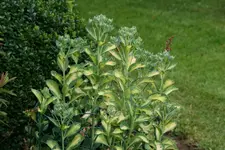Sedum0617.webp
