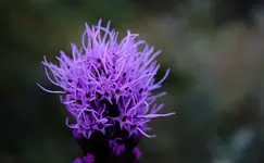2020blmn131red.webp