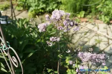 Wiesenraute lila.webp