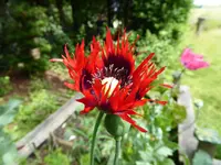 P1010261Fransenmohn.webp