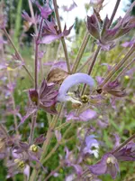 P1010274Muskatellersalbei.webp