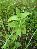 P1010275Wunderblume.webp