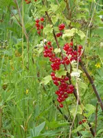 P1010279Rote Johannisbeere.webp