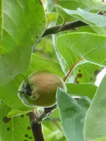 P1010282Quitte.webp