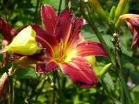 P1010287Taglilie Crimson Pirate.webp