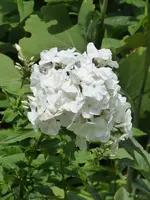 P1010288Phlox.webp