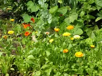 P1010289Ringelblumen.webp