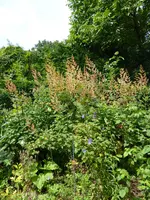 P1010290Fedemohn.webp