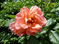P1010293Westerland.webp