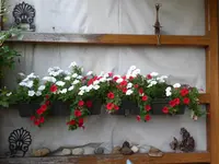P1010322Petunien.webp