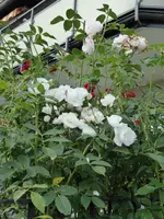 P1010324Schneewittchen.webp