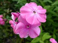 P1010327Phlox.webp