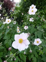 P1010329Herbstanemome.webp